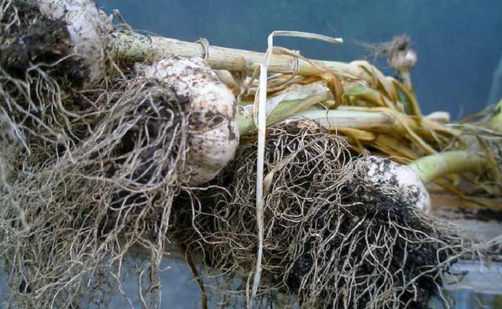 garlic in polytunnel