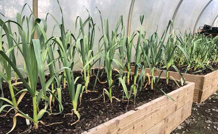 Garlic growing in raised beds in the polytunnel