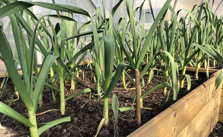 Garlic in a raised bed in the polytunnel