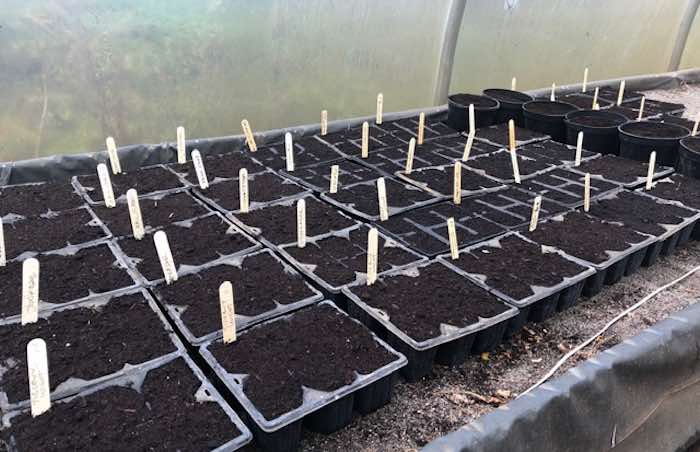 Trays of garlic on the heat bench