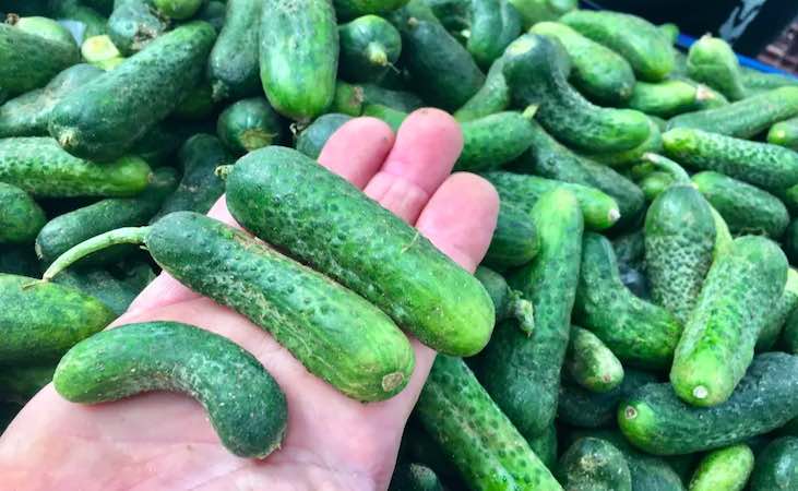 Gherkin cucumbers