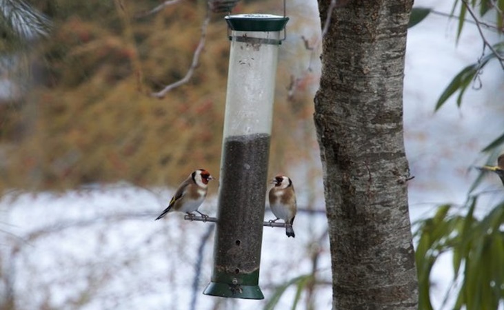 a pair of Goldfinches using a nyjer feeder a pair of Goldfinches using a nyjer feeder