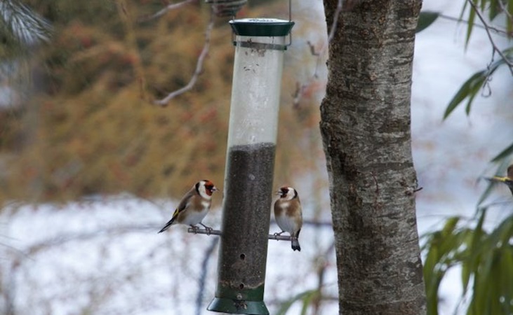 Birds perched on a feeder in wintry conditions