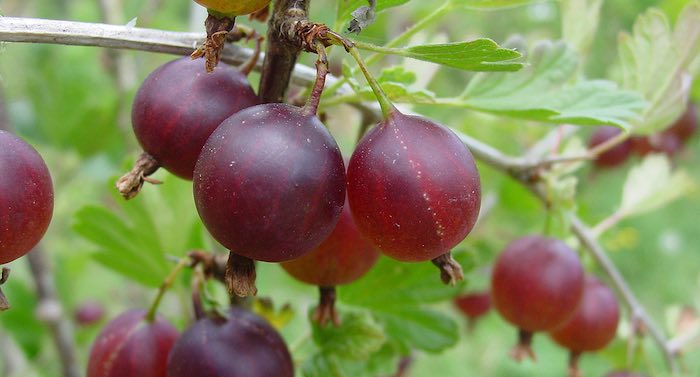 Gooseberry black velvet soft fruit 