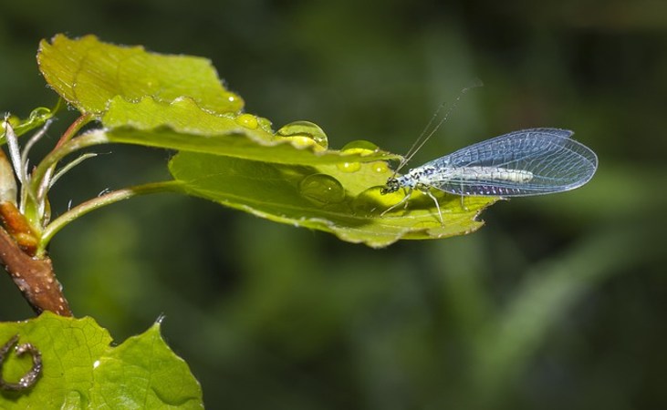 The beneficial insect Lacewing on a leaf