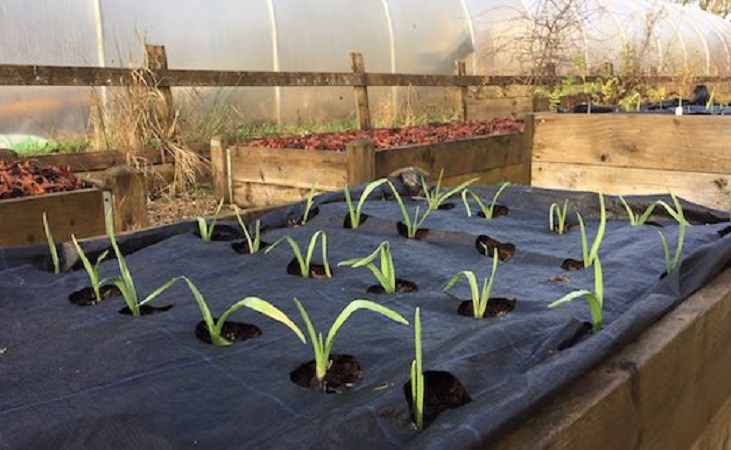 garlic with gro grid protection mats