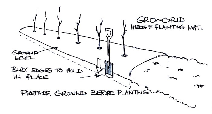Hedge planting weed control