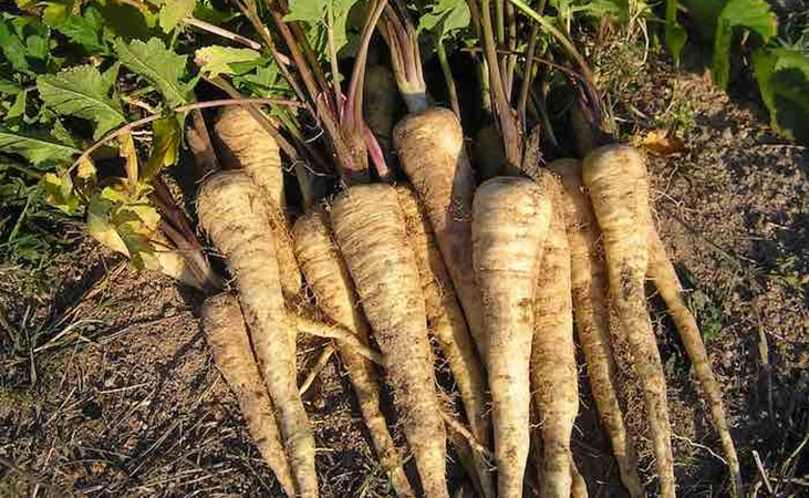 A healthy looking bunch of parsnips