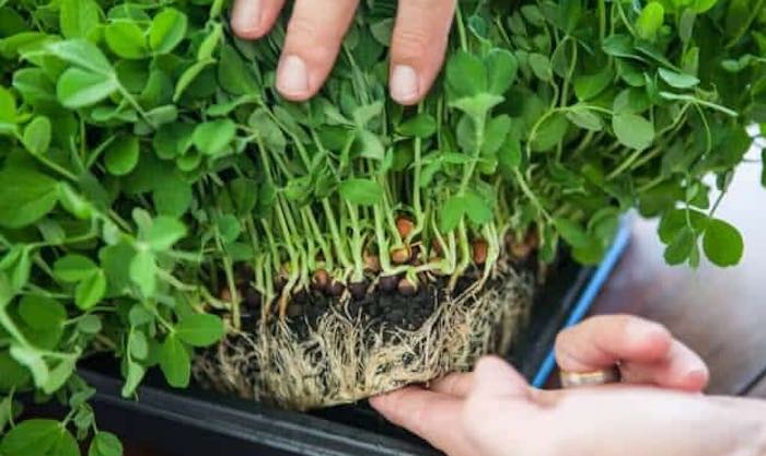 Growing pea shoots as microgreens