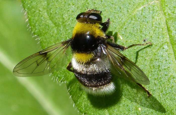Hoverfly bee mimic pollinator