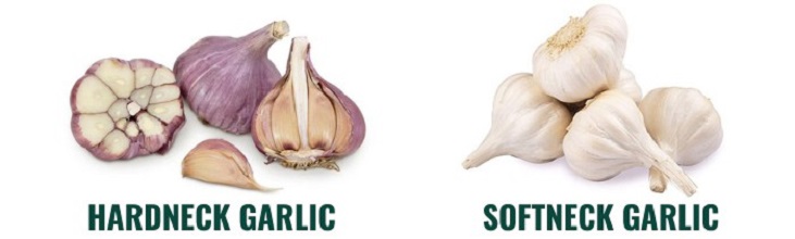hardneck and softneck garlic compared