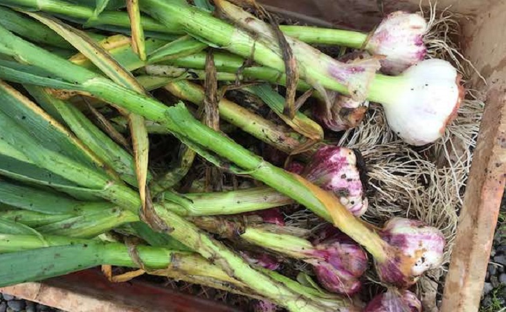 harvested garlic