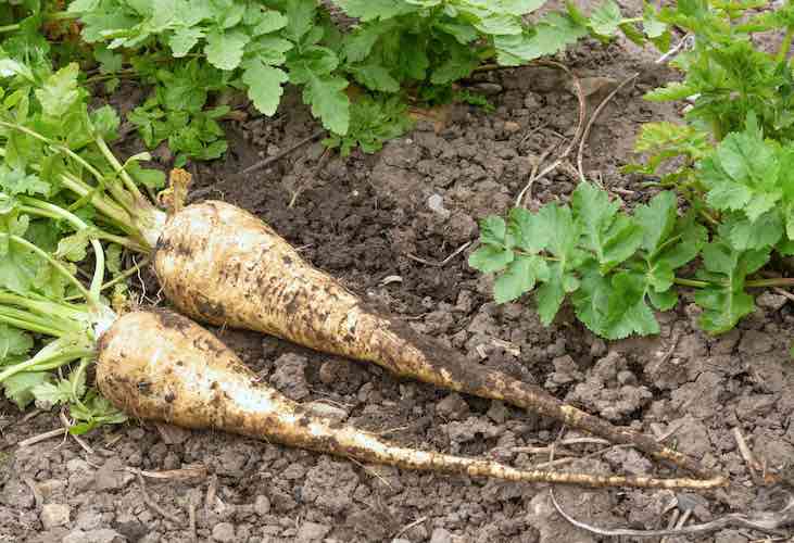 Harvested parsnips