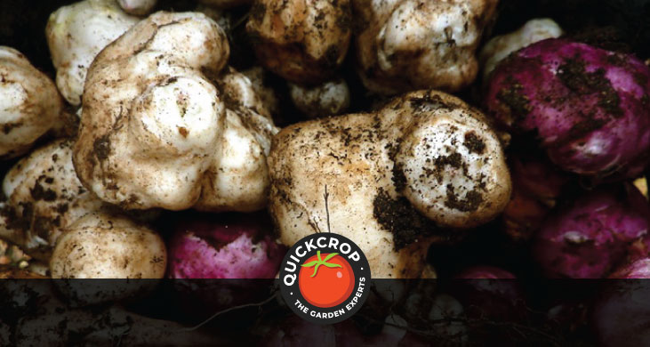 Jerusalem artichoke - header image