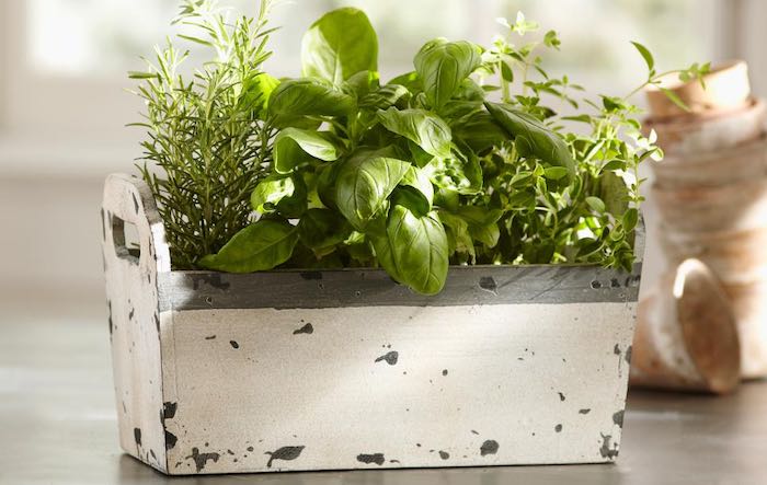 Herbs in container