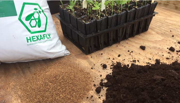 Hexafrasse fly larvae plant feed/compost