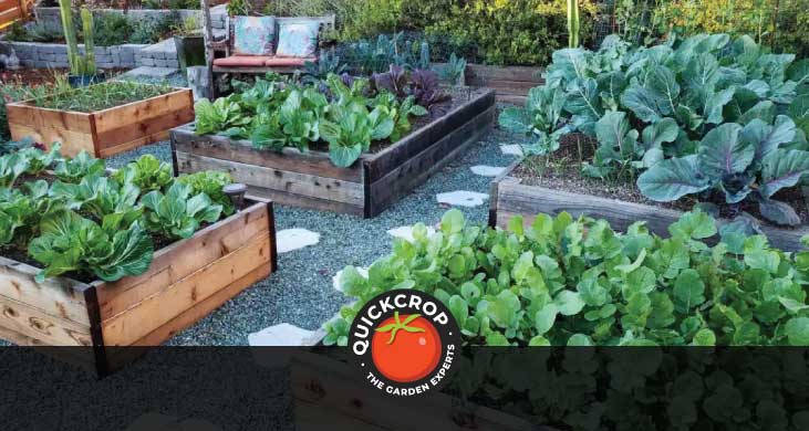 Crops growing in raised beds - header image