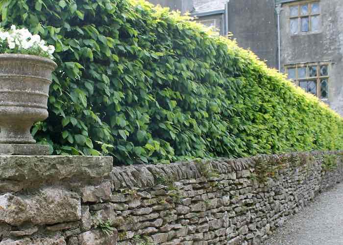 Hornbeam hedging plants