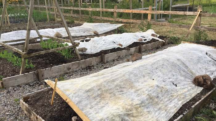 Horticultural fleece protecting a bed of potatoes from frost