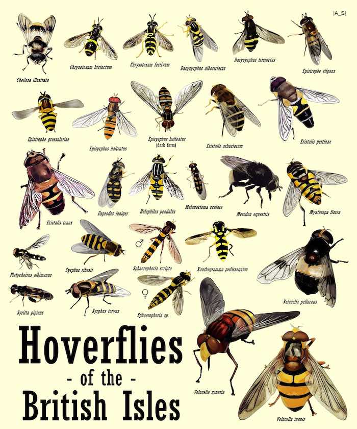 Hoverfly identification chart