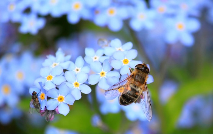 Bee mimic pollinating insect the hoverfly