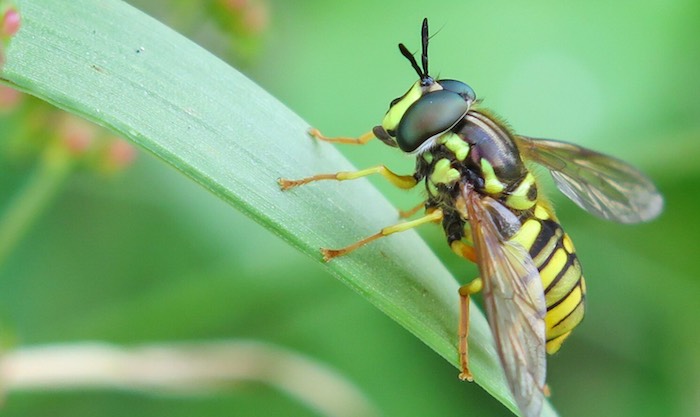 Hoverfly wasp mimic pollinator