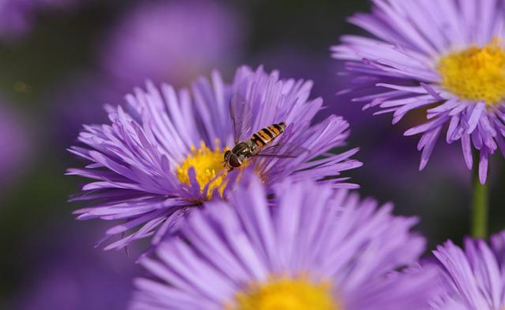 Hoverfly feeding on pollen
