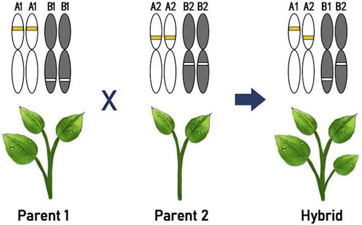 hybrid F1 vegetable seed diagram