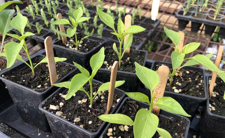 Jalapeno chillies neatly arranged in pots