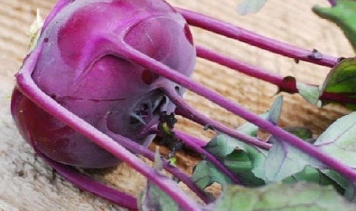 Kohl rabi plant