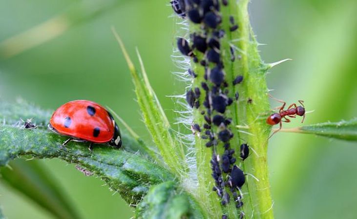 Ladybird approaching some unsuspecting prey on a plant leaf
