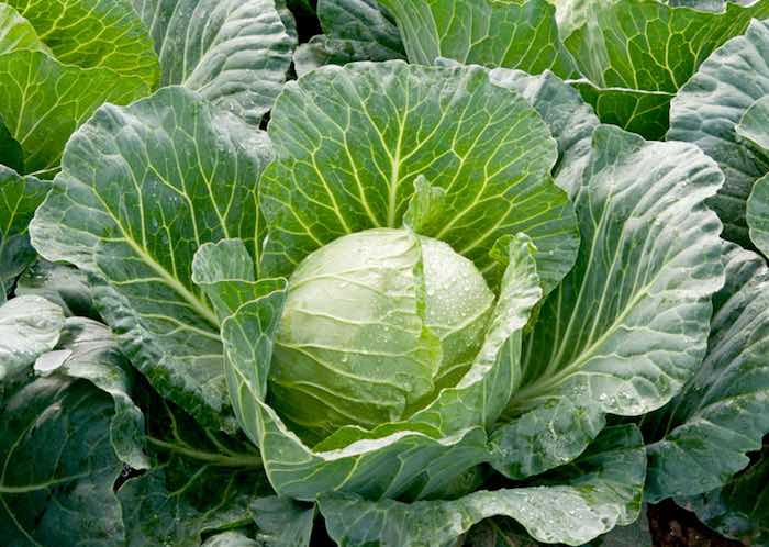 Large head of cabbage in vegetable garden