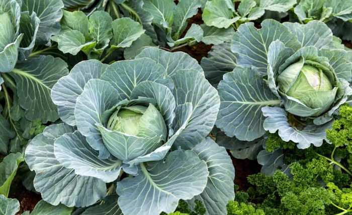 Large Heads of cabbage growing in the garden