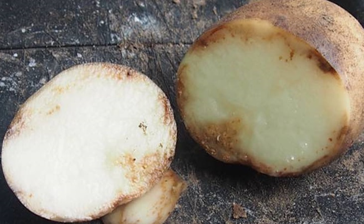 Evidence of late blight on tubers