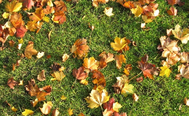 fallen leaves in autumn