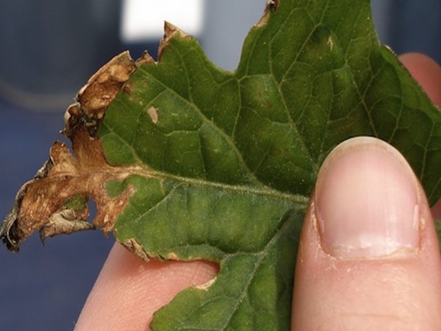 leaf burn - from too much fertilizer?