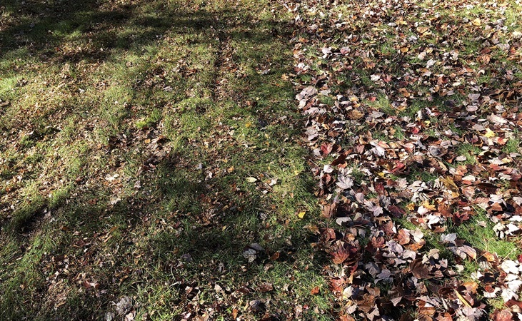 Fallen leaves on a lawn; some have been mulched with a mower