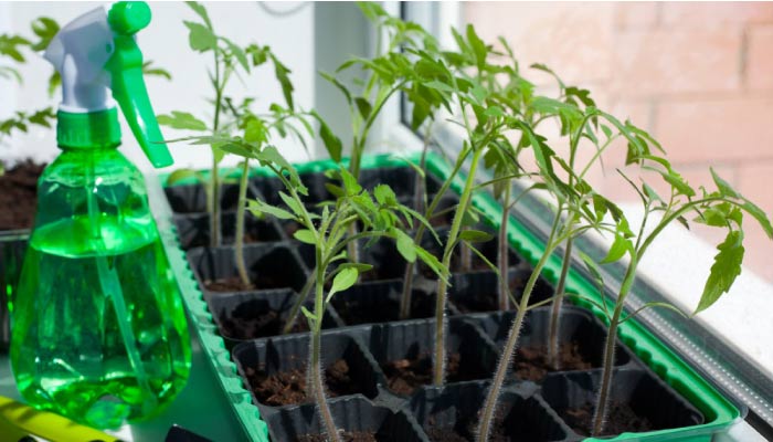 Leggy tomato seedlings on windowsill