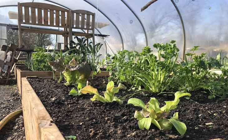 Lettuce in raised beds in a polytunnel