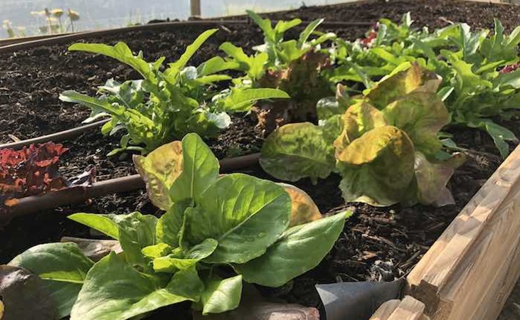 Lettuce in a raised bed in the polytunnel