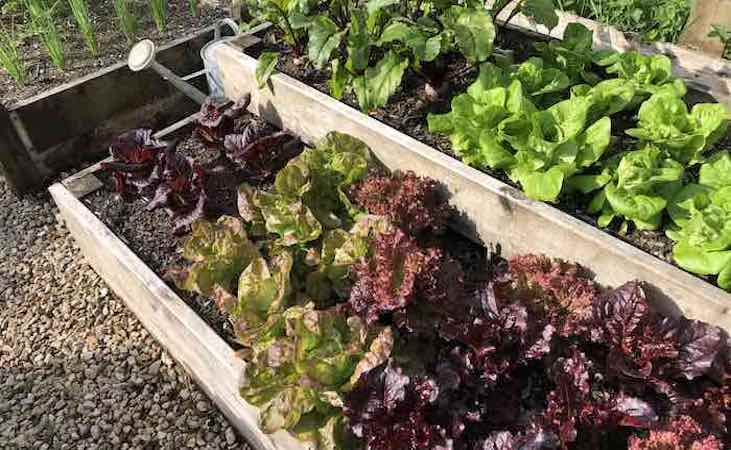 Autumn lettuce growing in timber raised vegetable bed