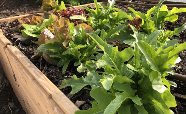 lettuce in raised beds in the polytunnel