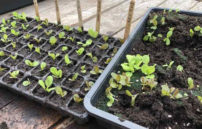 Lettuce seedlings potted on after broadcast sowing