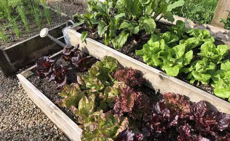 Lettuce growing in a split level raised bed