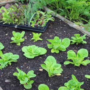 raised bed gardening