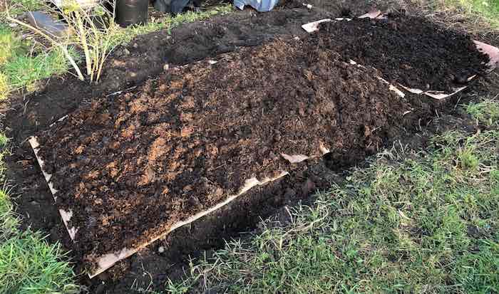 Make new vegetable beds with cardboard and manure