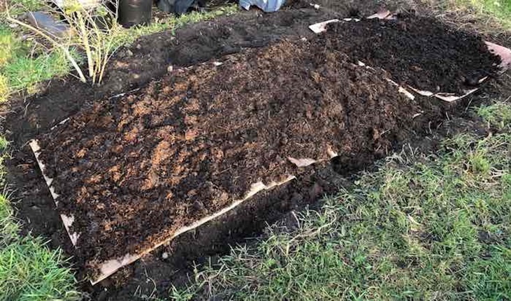 Manure and cardboard mulch