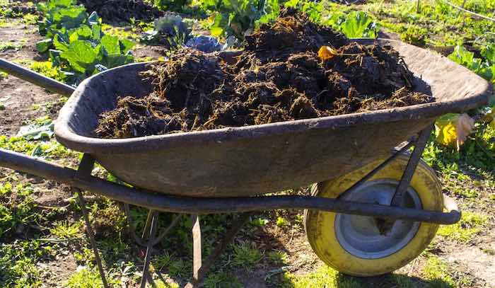 manure in a wheelbarrow ready for the garden