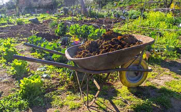 a wheelbarrow containing mulch for the vegetable garden