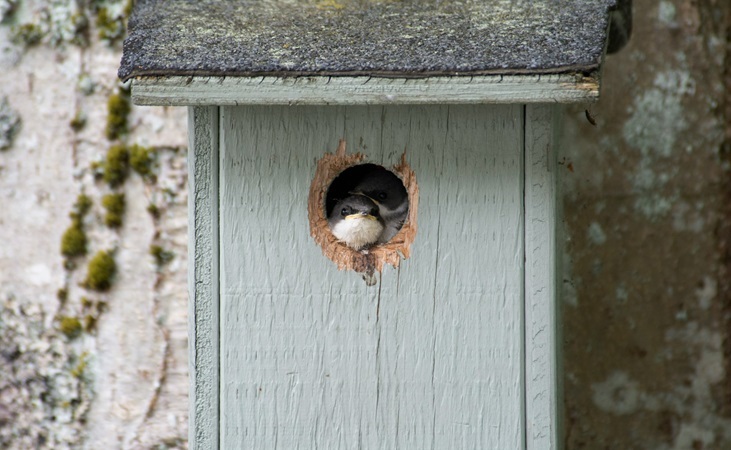 Swallows peeking out of a bird box entrance hole